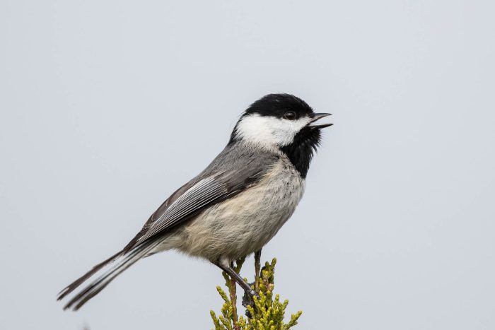 A Carolina chickadee perches at the top of an evergreen, its small black beak open in song.