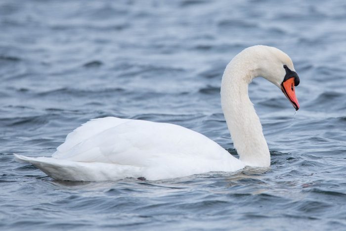 A mute swan swims in a body of water, a drop of water falling from its bill.