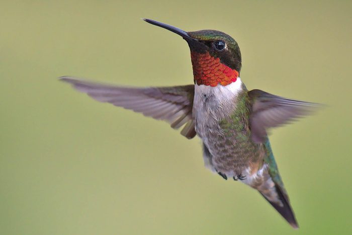 A rub-throated hummingbird hovers in the air.