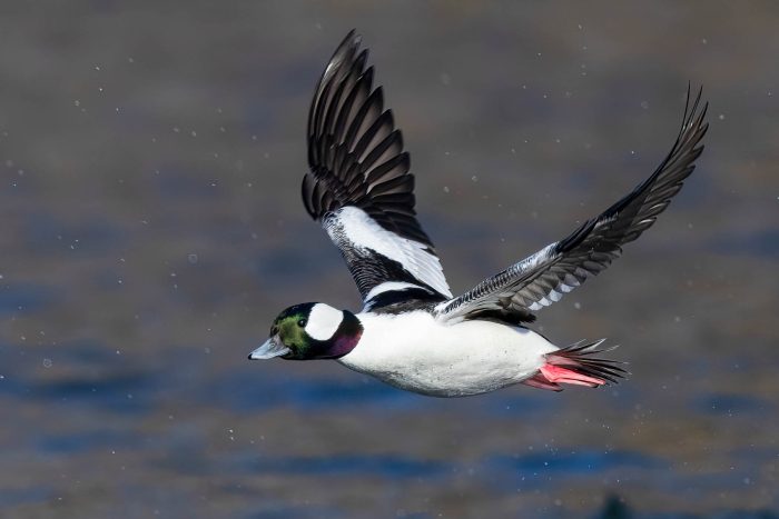 A male bufflehead flies over a body of water, its orange feet held straight back from its body and its open wings displaying their characteristic white patches.