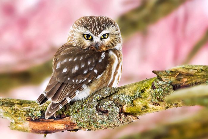 An adult northern saw-whet owl, sitting on a branch with lichen growing on it.