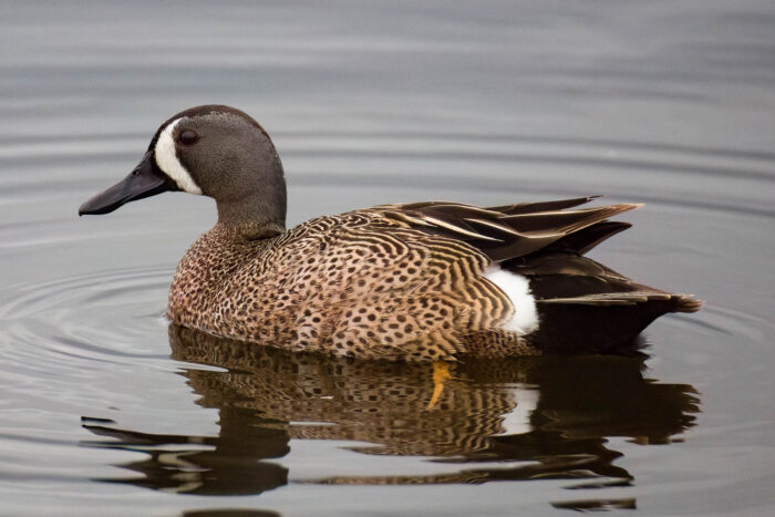 A female blue-winged teal swims through a body of water with a white crescent on its face and brown, mottled feathers.