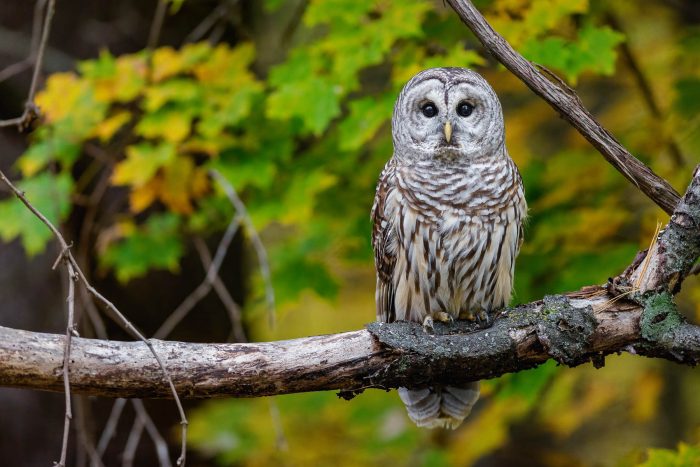 A barred owl perches on the flaking bark of a decaying tree branch, its large brown eyes looking directly at the camera.