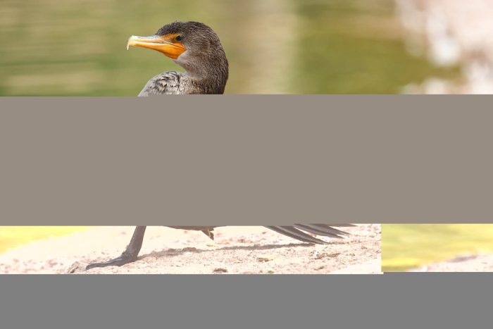 An immature double-crested cormorant stands on a sandy beach. Its throat and chest are pale brown, and the small hook of its orange bill is visible in profile.