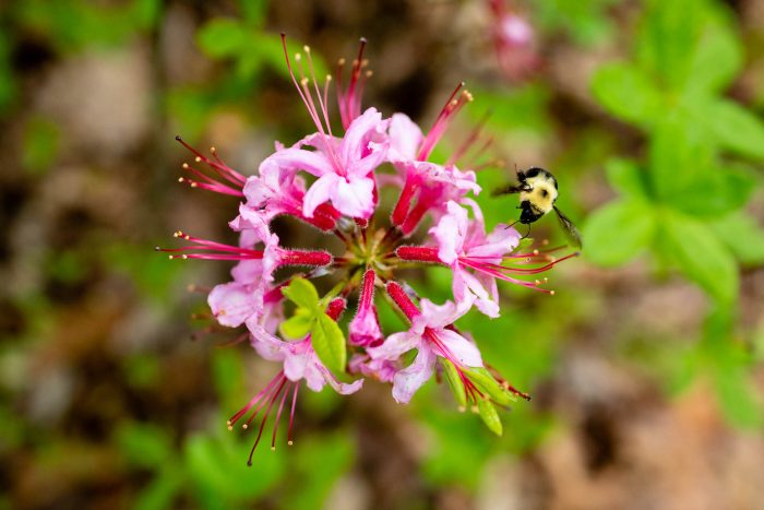 Bee visits a pinxter azalea plant.