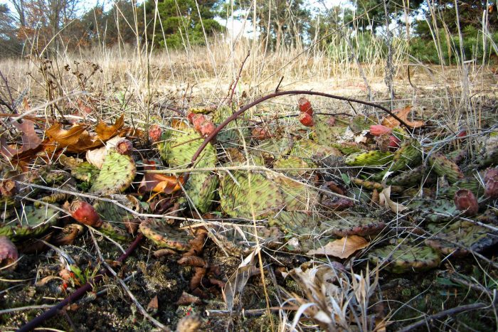 Prickly pear cactus with red cone-shaped fruit.