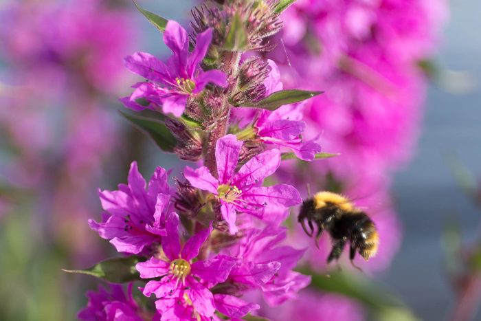 Bee visits purple loosestrife.