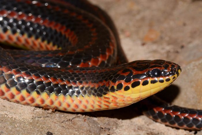 Rainbow snake coiled up.