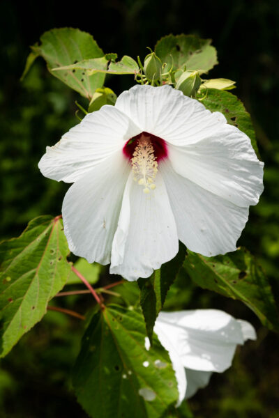 Broad white petals with a dark pink center and light yellow stigma.