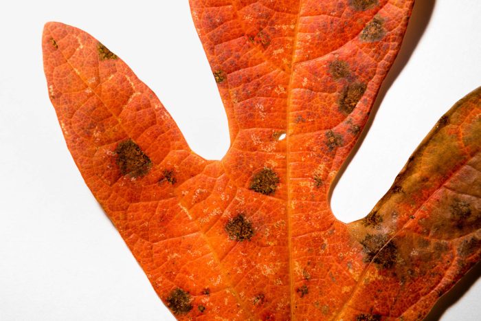 Close up up a sassagrass leaf with a redish-orange color.