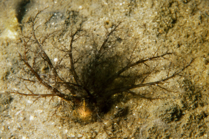A sea cucumber from above, highlighting its brown, feathery tentacles.