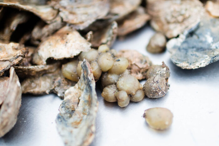 A cluster of rounded tan blobs, sea grapes, among pieces of oyster shell.