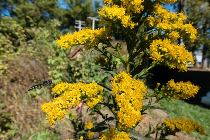 A dragonfly visiting seaside goldenrod.