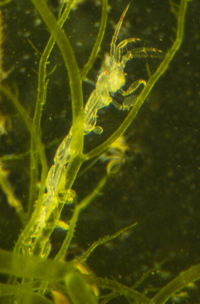 A translucent green skeleton shrimp. The background also has a green tint and shows particles floating in the water.