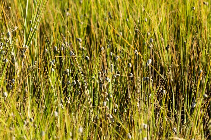 Small gray bumps cling to the blades of smooth cordgrass.