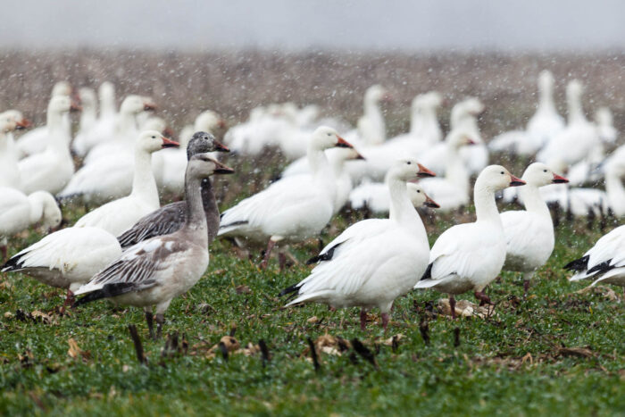 Male and female snowgeese sits in a grassy field while it rains.