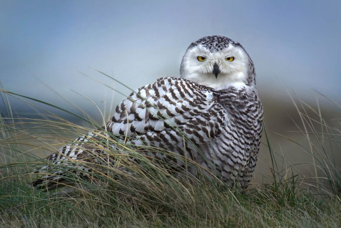 A snowy owl sits in a grass field looking protective.