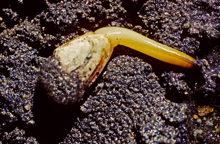On a dark, sandy surface, a soft shell clam shell with a foot, longer than the shell, protruding from it. The foot has more of a yellow tint to it than the offwhite shell. The other end of the shell is covered with sand, obscuring where its siphones would be expected to be.
