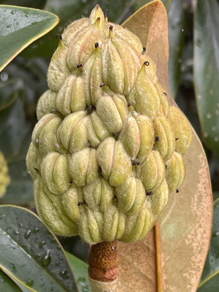 A pale green fruit of the southern magnolia, made up of many bumps that mature into the seeds.