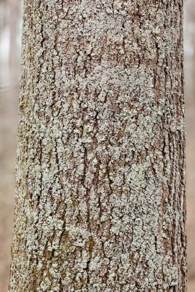 The gray, furrowed bark of a mature southern red oak tree. It has light green lichen growing on it.