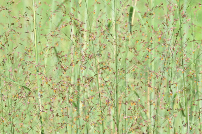 A field of switchgrass in bloom with small pink flowers.