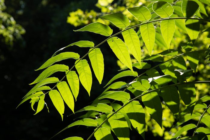 Closeup on a tree-of-heaven leaf, a long central stem with about 20 leaflets emerging symmetrically.