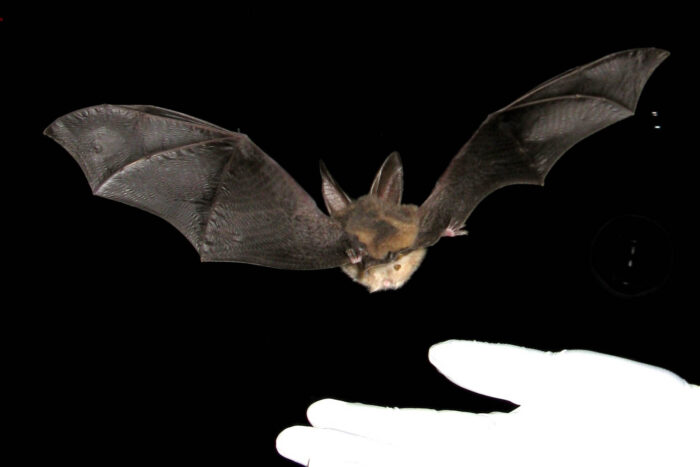 A gloved hand hovers beneath a Virginia big-eared bat, which flies through the air with its broad wings outstretched.