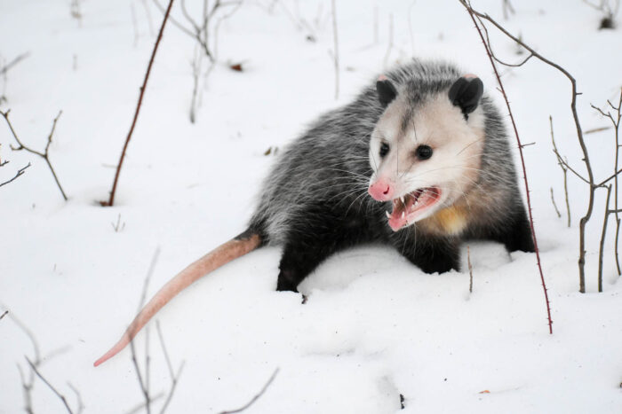 A Virginia oppossum stands in a snowy field, its back arched and its mouth open in an aggressive hiss.