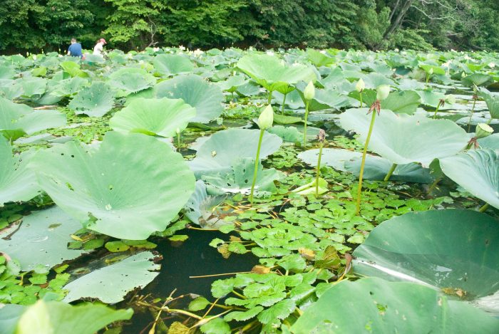 A section of river filled with water chestnut and American lotus plants. There are flower buds but neither type of plant is in bloom. In the background, two humans wade through the plants.