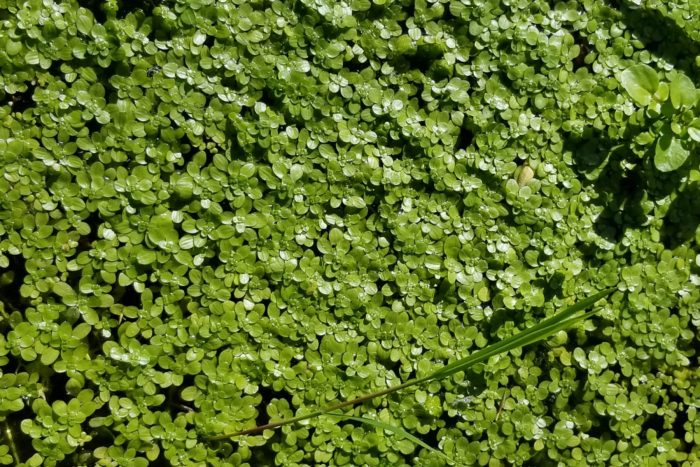 A mat of water starwort plants covers the area of the image.