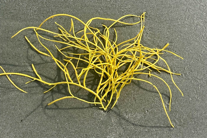 A yellow whip coral on a wet beach.