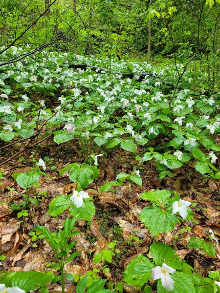 A woodland area with lush growth of white trilliums in bloom.