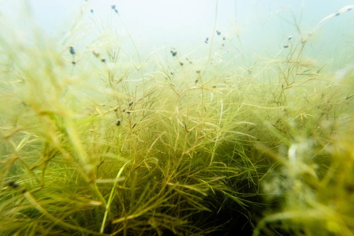 A view of widgeon grass underwater with a pale background.