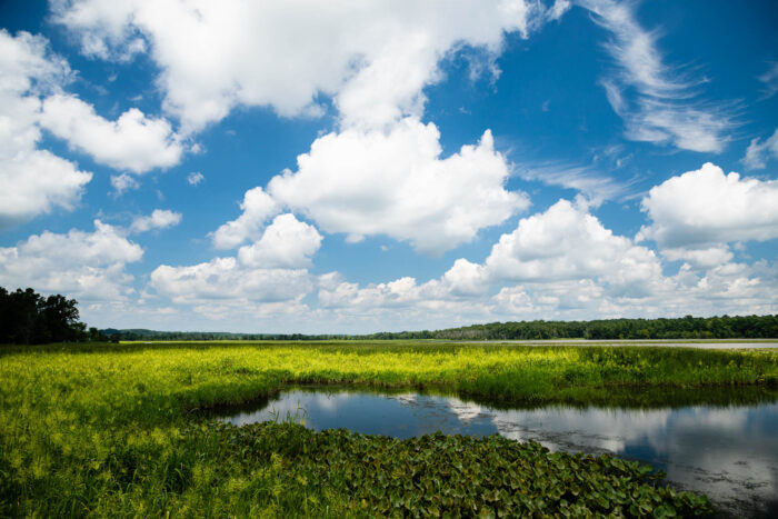 A landscape with a blue sky, fluffy white clouds, and an area of open water surrounded by an area of wild rice in bloom.