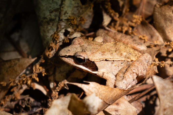 A profile view of a tan wood frog. A wide black stripe, rounded at the edge, goes from the base of its head to its eye and continues as a much narrower stripe to the tip of its nose.