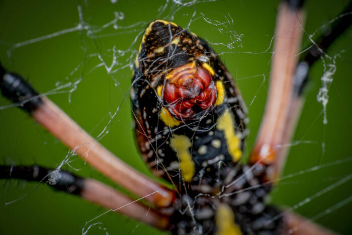 Closeup on the body of a yellow garden spider on its web. From a red spot on its abdomen, it is spinning more of  the web. Its legs are tan toward the body and black toward the tips, with hairs coming off of them. The body is black with white and yellow markings.