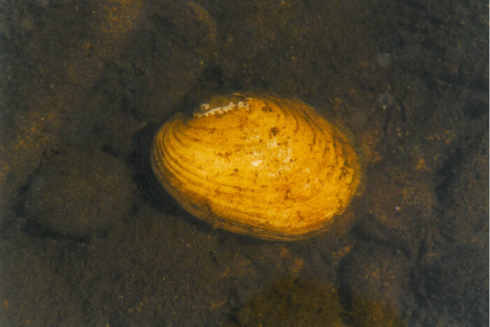 An oval-shaped yellow lampmussel rests on the bottom of a waterway.