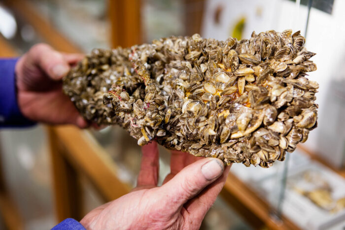 A flip-flop sandal completely hidden under a mass of zebra mussels. It is held in human hands in an indoor space.