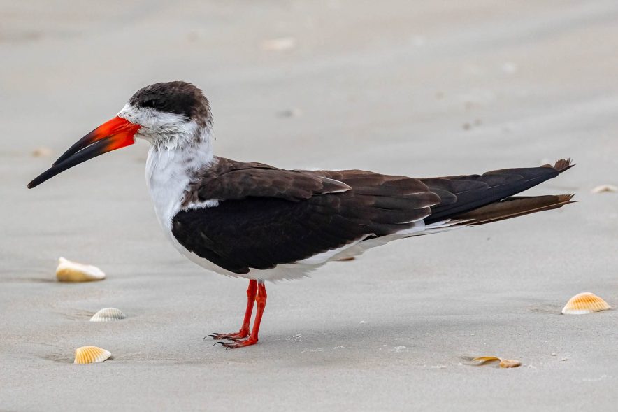 Black skimmer stands on a white sand beach.