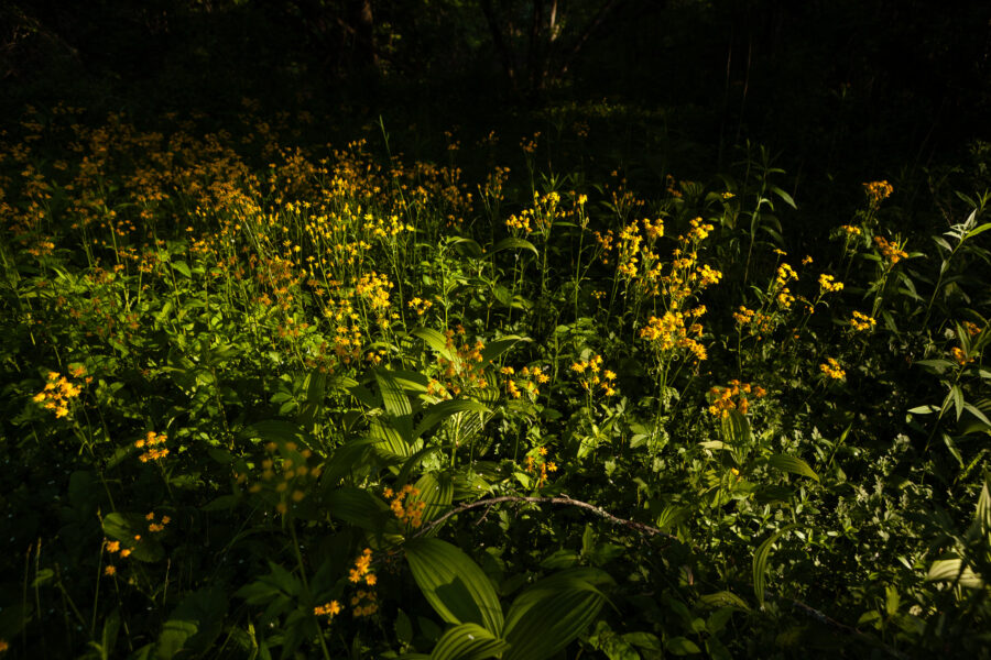 Golden ragwort grows densely among forest floor.