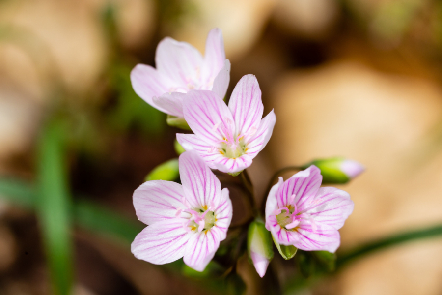 A cluster of Virginia spring beauties in bloom.