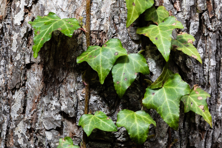 Green English ivy leaves grow up the trunk of a tree.