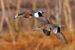 Small image of Two wigeons fly together through a farm during winter.