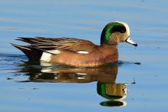 Small image of Close up of wigeon in the water with green stripe on the back of its head.