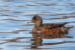 Small image of Close up of an American wigeon with a grey head.