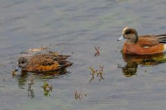 Small image of Male and female wigeons looks for food in the water.