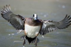 Small image of American wigeon takes flight.