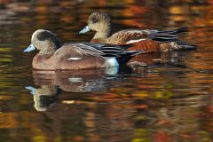 Small image of Male and female wigeons move through the water.