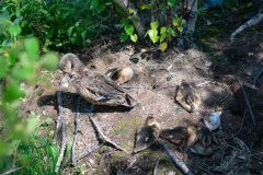 Small image of Female American wigeon with four chicks on the ground.