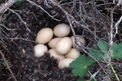 Small image of Several wigeon eggs sit in a nest.